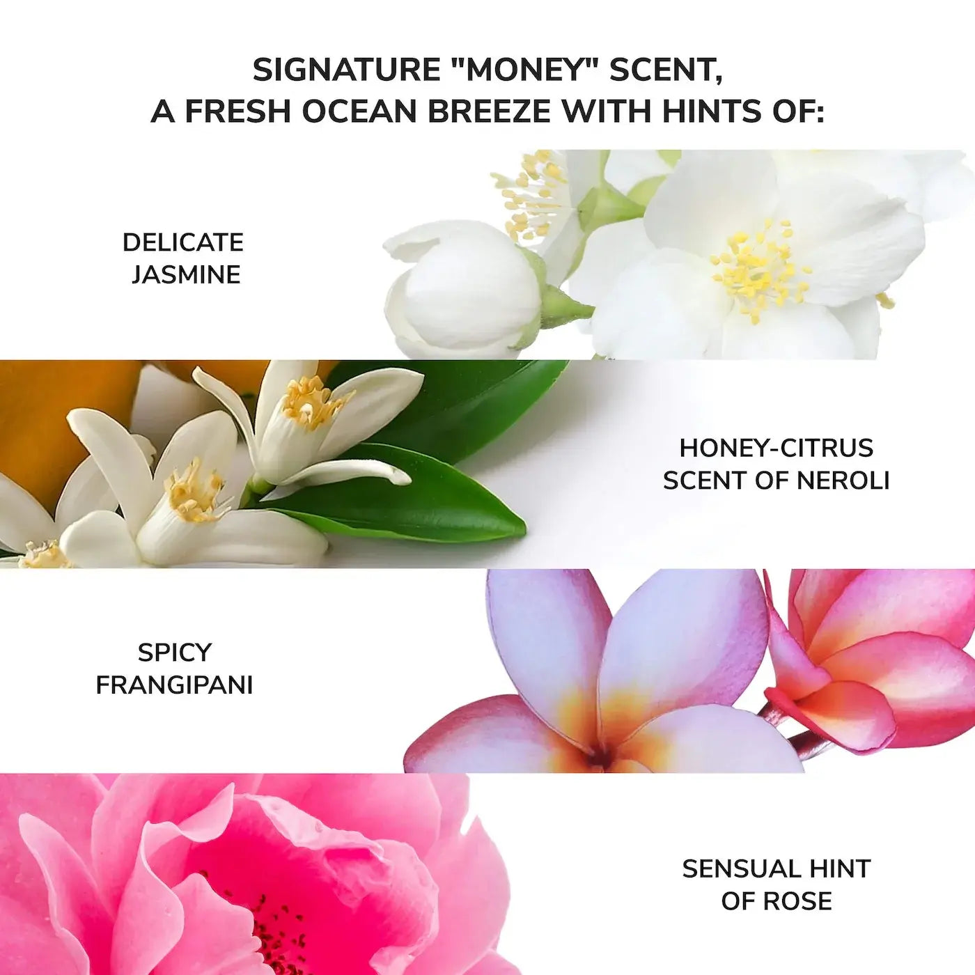 Money Laundering Hydrating Shampoo + Glossing Conditioner Set for Scandalously Rich Results